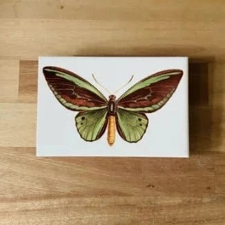 Azulejo Mariposa - Greghi Design